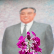 Kimilsungia