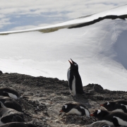 Gentoo's Call