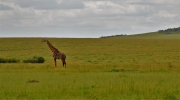 masai mara view